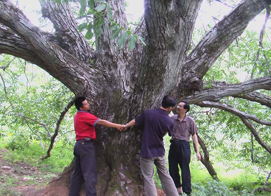 最大的核桃樹